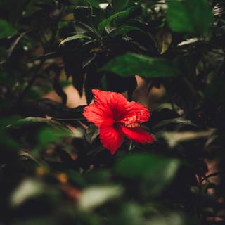 Red hibiscus wallpaper