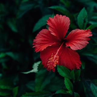 Red hibiscus wallpaper