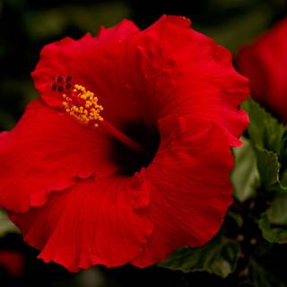 Red hibiscus wallpaper