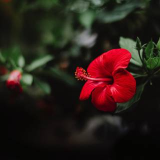 Red hibiscus wallpaper