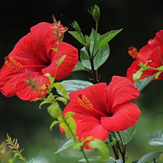 Red hibiscus wallpaper