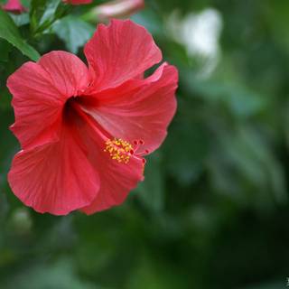Red hibiscus wallpaper