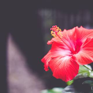 Red hibiscus wallpaper