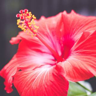 Red hibiscus wallpaper