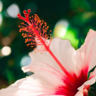 Red hibiscus wallpaper