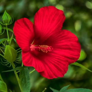 Red hibiscus wallpaper