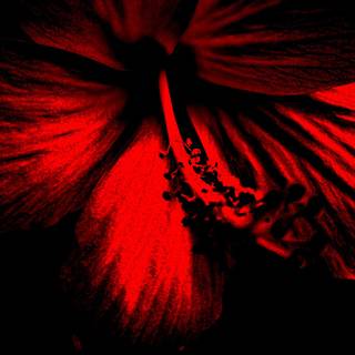 Red hibiscus wallpaper