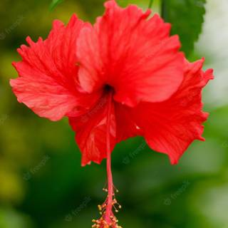 Red hibiscus wallpaper
