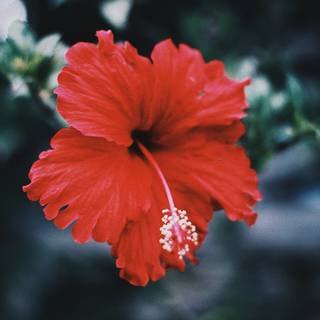 Red hibiscus wallpaper