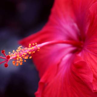 Red hibiscus wallpaper