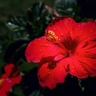 Red hibiscus wallpaper
