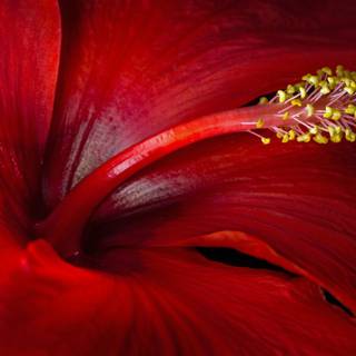 Red hibiscus wallpaper