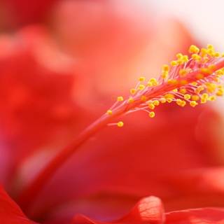 Red hibiscus wallpaper