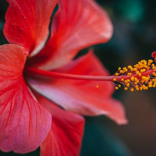 Red hibiscus wallpaper