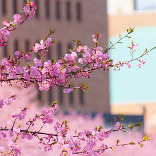 Urban spring wallpaper