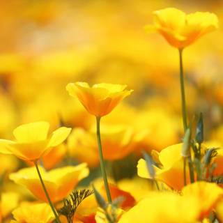 Yellow spring flowers wallpaper