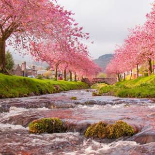 Urban spring wallpaper