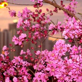 Urban spring wallpaper