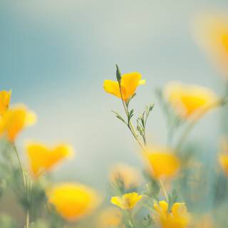 Yellow spring flowers wallpaper