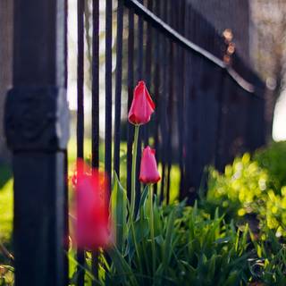 Urban spring wallpaper