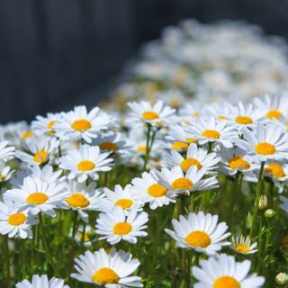 Mac spring HD wallpaper