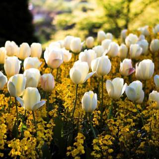 Yellow spring flowers wallpaper