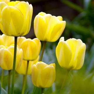 Yellow spring flowers wallpaper