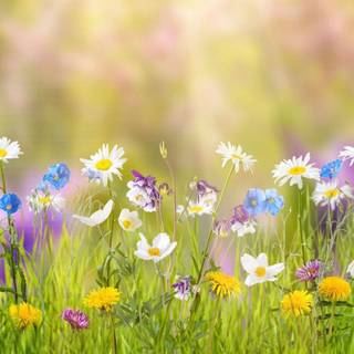 Yellow spring flowers wallpaper