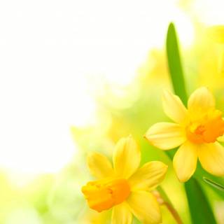 Yellow spring flowers wallpaper