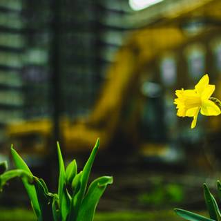 Urban spring wallpaper