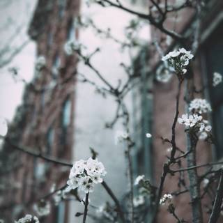Urban spring wallpaper