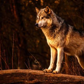 Forest wolf wallpaper