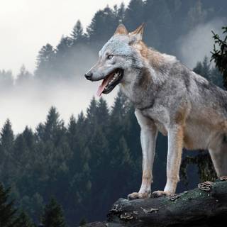Forest wolf wallpaper