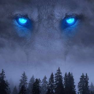 Forest wolf wallpaper