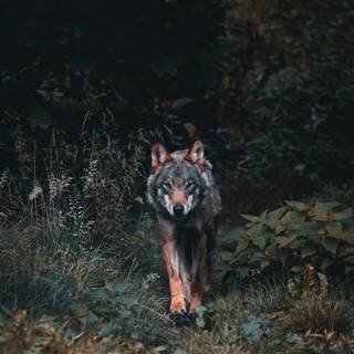 Forest wolf wallpaper