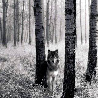 Forest wolf wallpaper