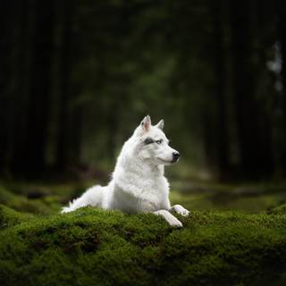 Forest wolf wallpaper