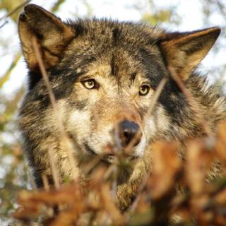 Forest wolf wallpaper