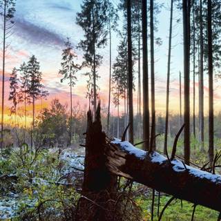 Forest wolf wallpaper