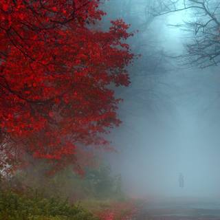 Red blue green wallpaper