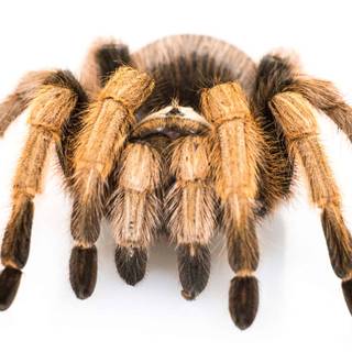 Arizona blonde tarantula wallpaper