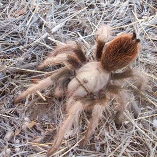 Arizona blonde tarantula wallpaper