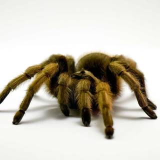 Arizona blonde tarantula wallpaper