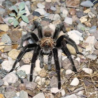 Arizona blonde tarantula wallpaper