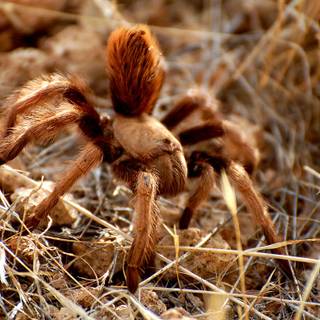 Arizona blonde tarantula wallpaper