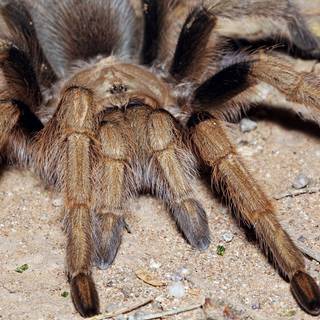 Arizona blonde tarantula wallpaper