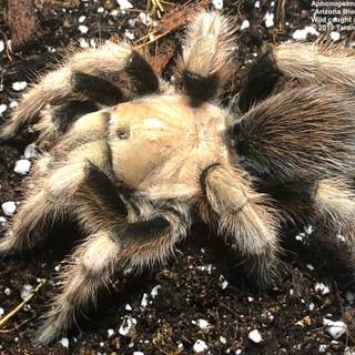 Arizona blonde tarantula wallpaper