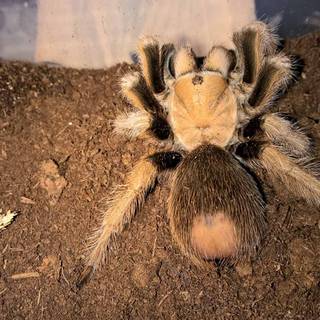 Arizona blonde tarantula wallpaper