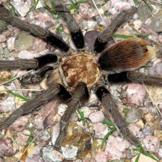 Arizona blonde tarantula wallpaper