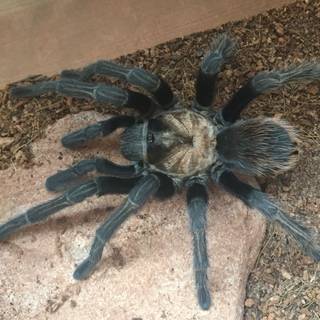 Arizona blonde tarantula wallpaper